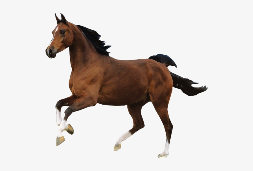 White Horse Png Images - Horse Psd, transparent png