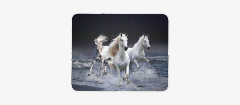 Three White Horses - Manipulation Backgrounds Full Hd, transparent png