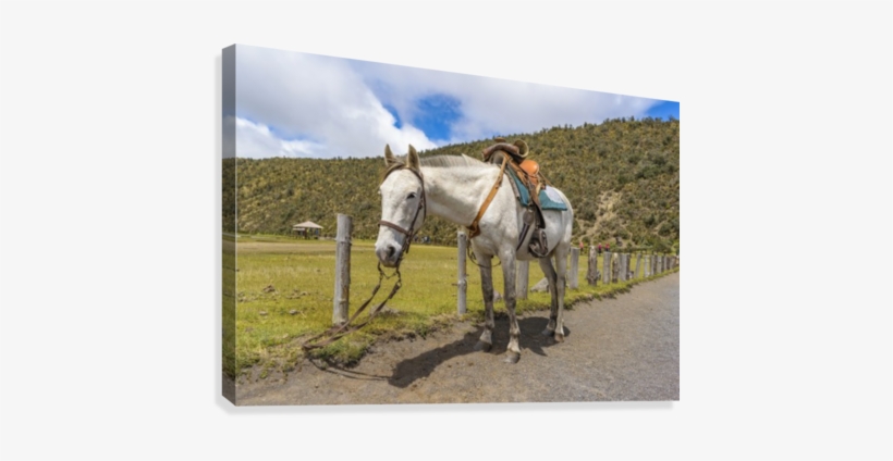 White Horse Tied Up At Cotopaxi National Park Ecuador - Zazzle Weißes Pferd Oben Gebunden An Nationalpark Poster, transparent png