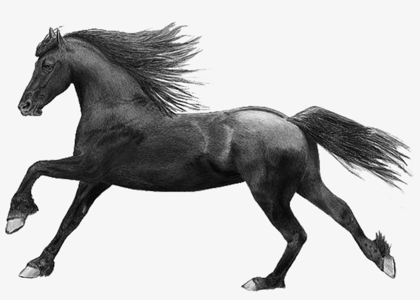 I Have A Picture Of Two Horses And The Number - Horse, transparent png