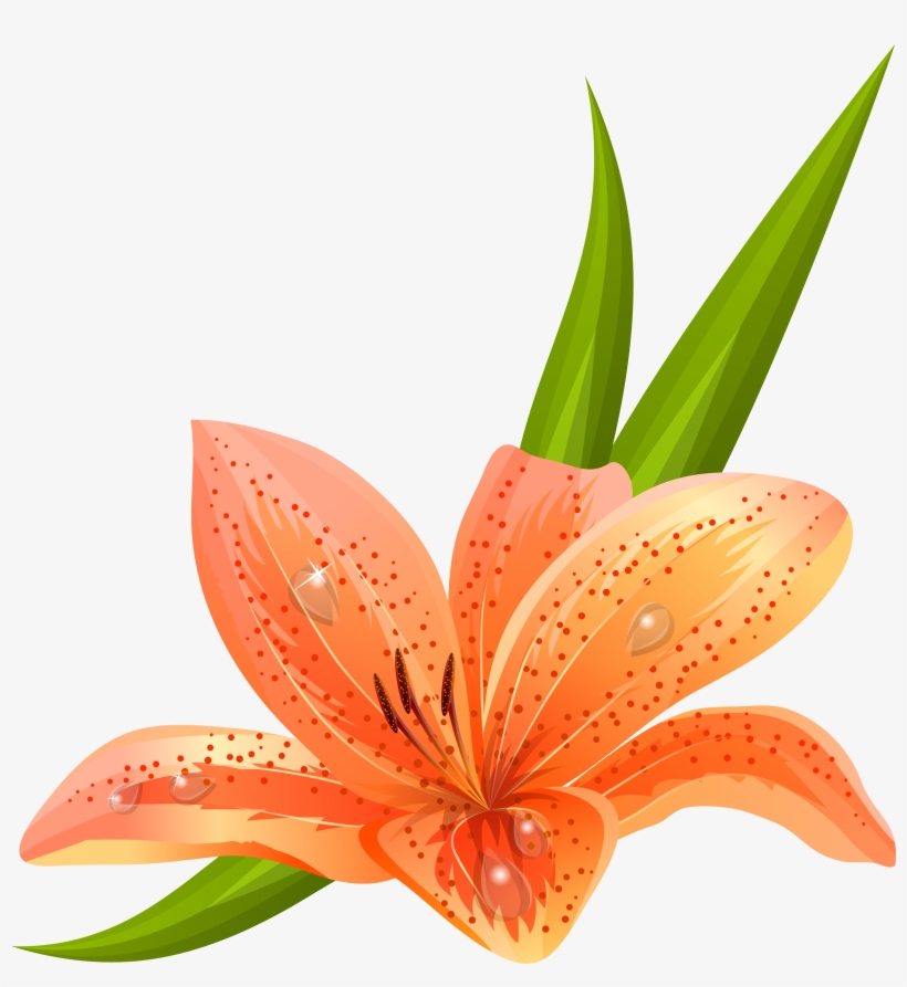 Orange Lilium Png Clipart Picture, transparent png