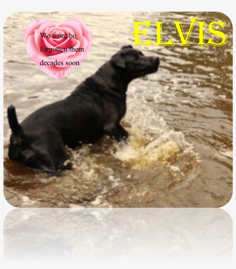 Love Elvis - Dog Catches Something, transparent png