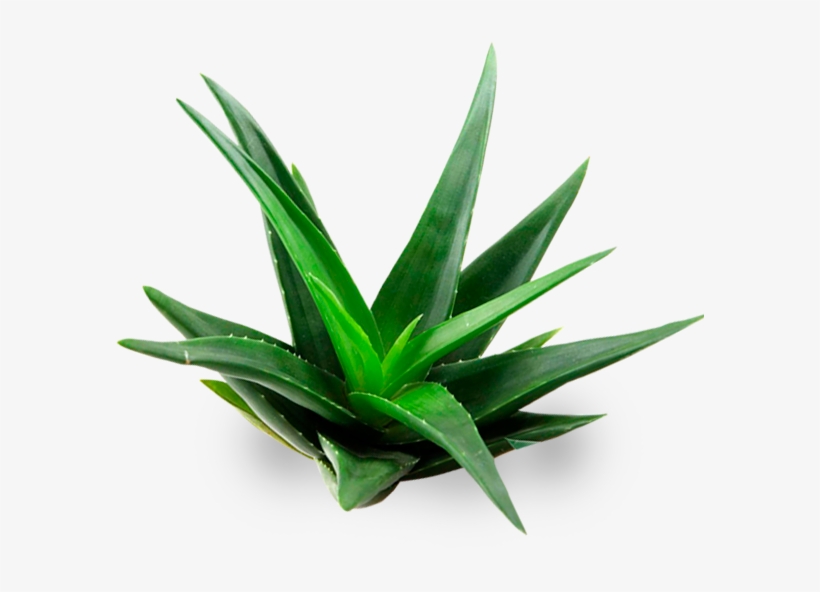 Aloe Vera A Domicilio - Aloe Png, transparent png