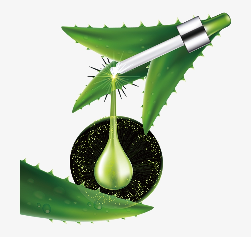 Aloe Vera Consumption Increases Vitamin Bioavailability - สาร สกัด จาก ว่า น หางจระเข้, transparent png