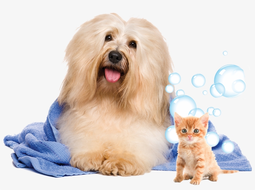 Havanese Dog, transparent png