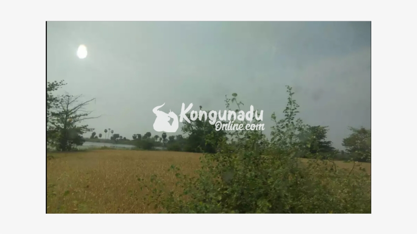 Cent 65000, 50 Cent For Sale, Dharapuram - Tree, transparent png