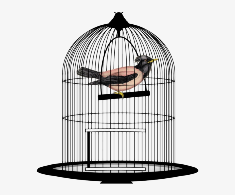 Bird Cage Png Transparent Image - Bird In Cage Png, transparent png