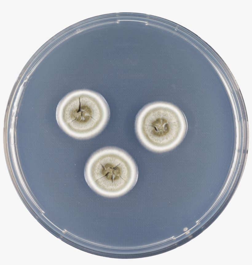 Aspergillus Flavipes Cya - Circle, transparent png