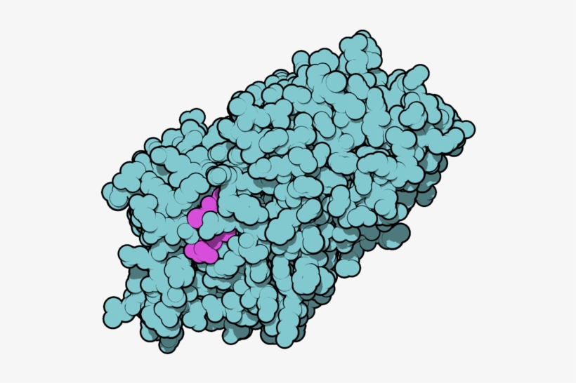 Thyroxine-binding Globulin 2ceo - Thyroxine Binding Globulin, transparent png
