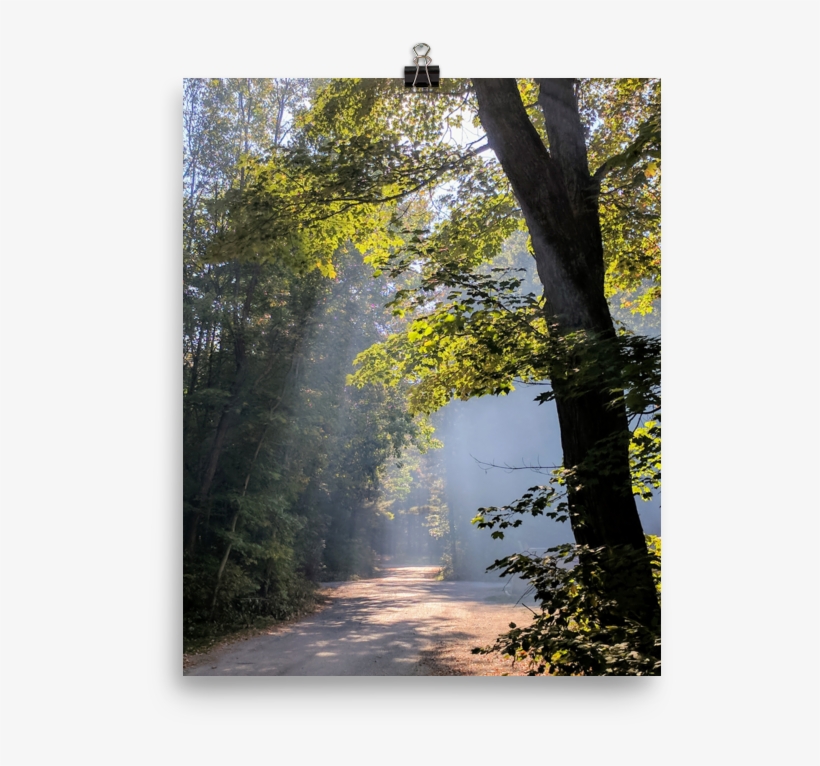 Grove, transparent png