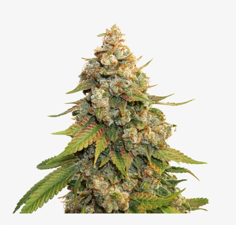 Golden Lemon Haze, transparent png