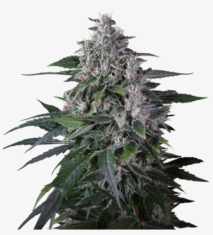 Karel's Haze Regular Seeds - Houseplant, transparent png