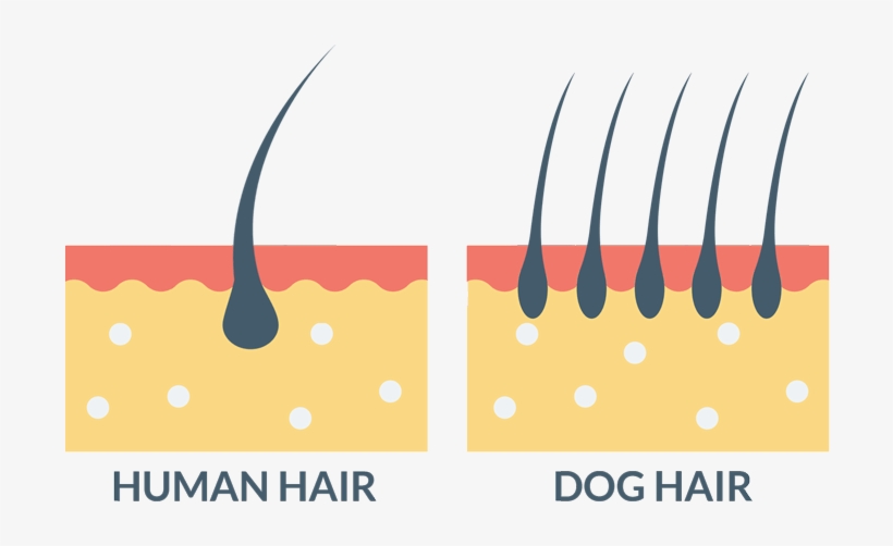 Human Hair Vs Dog Hair - Graphic Design, transparent png