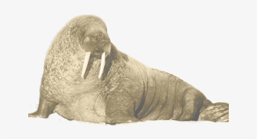 Walrus Clipart Transparent - Walrus, transparent png