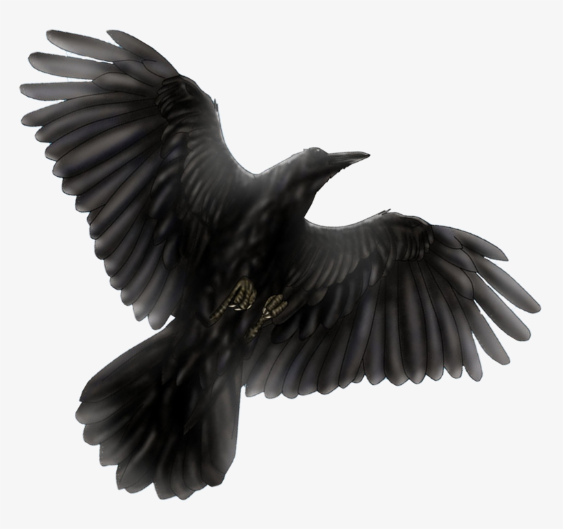 Flippedblackbird Newblackbird Flippedblackbird - Eurasian Magpie, transparent png