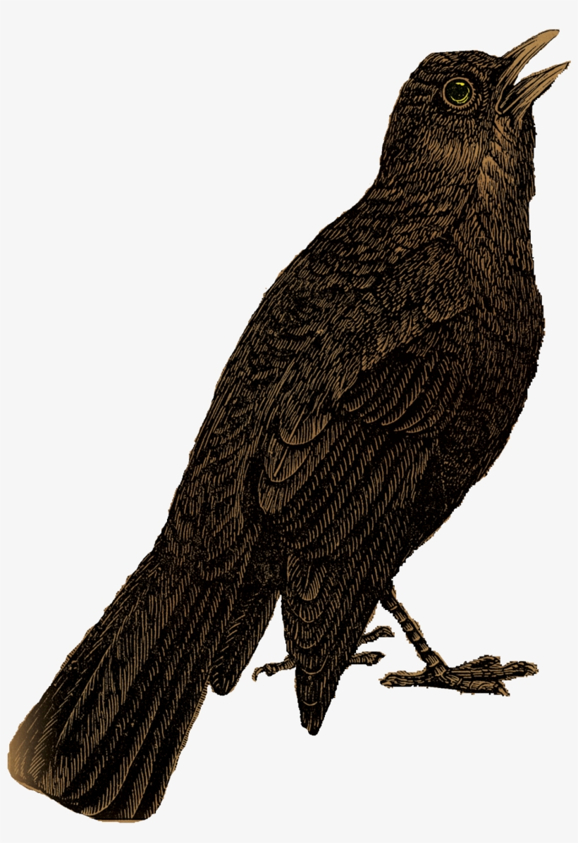 Blackbird Transparent Background - Blackbird, transparent png