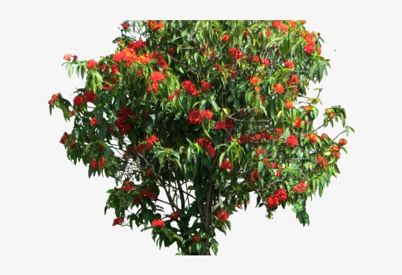 Shrub Clipart Elevation Png - Ixora Png, transparent png