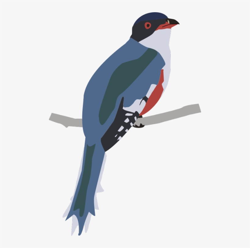 500 X 733 1 - Acorn Woodpecker, transparent png