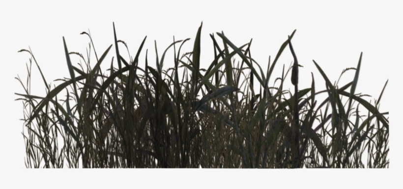 Swamp Grass 02 By Wolverine04 - Swamp Png, transparent png