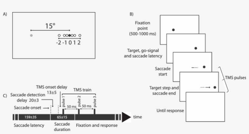 Fixation Point , Saccade Target (full Circle) And Possible - Diagram, transparent png