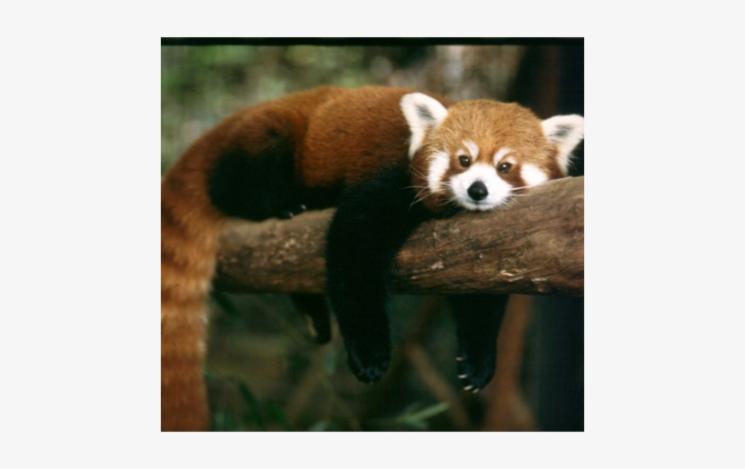 Screen 2 On Flowvella - Red Fox Looking Animal, transparent png