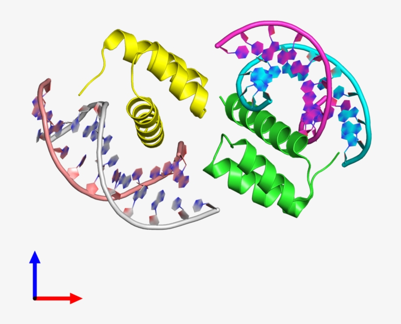 Pdb 4rbo Coloured By Chain And Viewed From The Front, transparent png