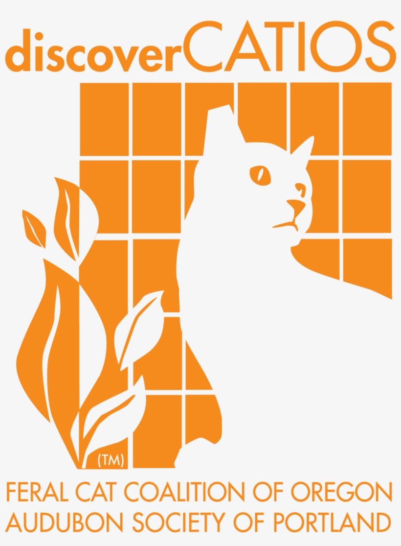 Discovercatio 3 No White Color Otln, transparent png