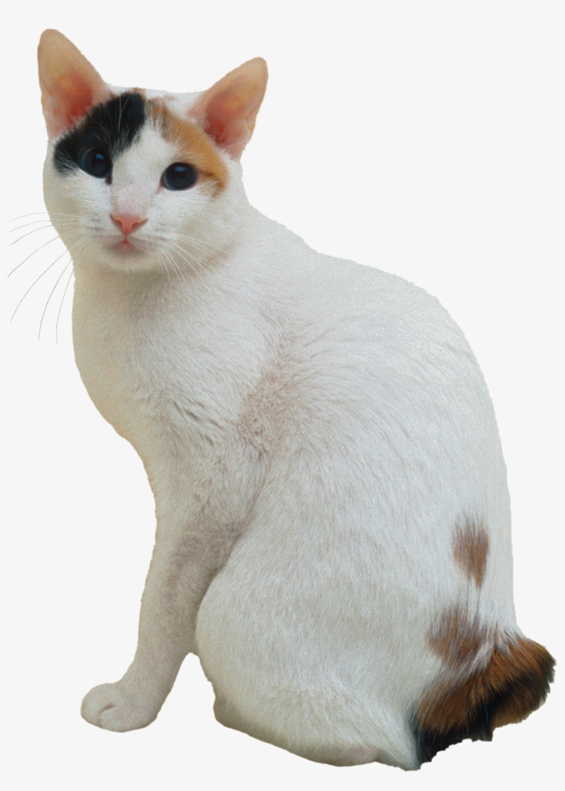 Japanese Bobtail, transparent png