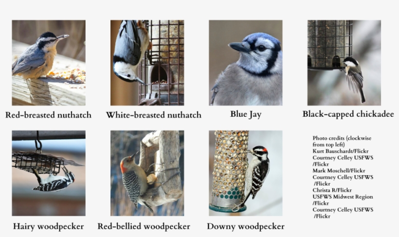 Larry Weber's Feeling A Little Blue That The Lack Of - Blue Jay, transparent png