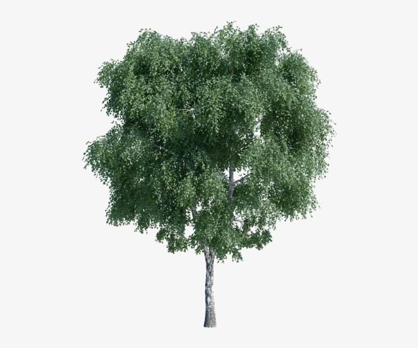 Pond Pine, transparent png