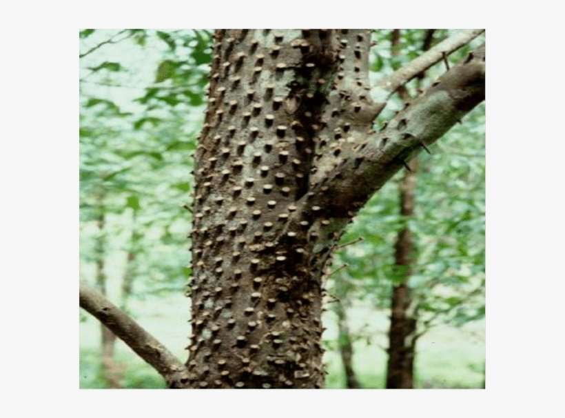 Nailing Method - Pond Pine, transparent png