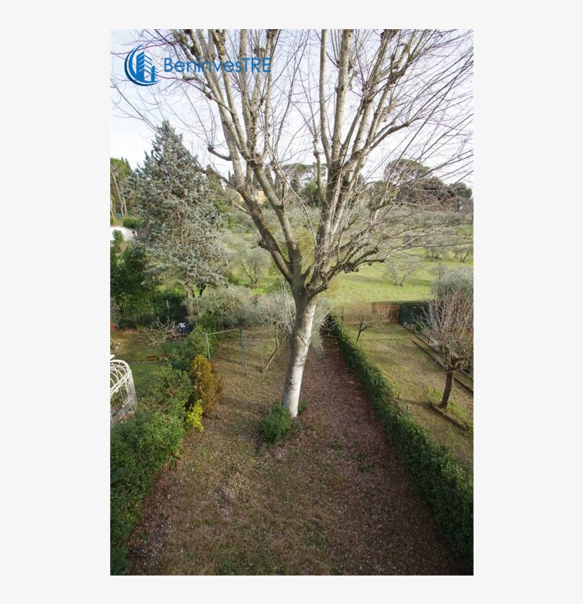 Foto/1442544f 714773 Vendita Appartamento Firenze Zona - Canoe Birch, transparent png