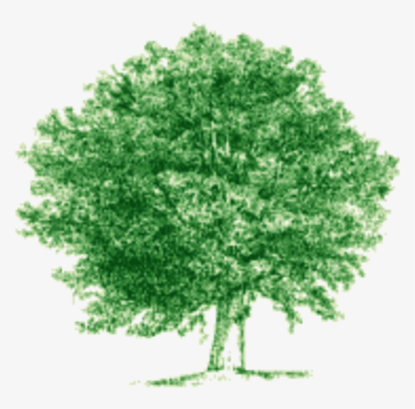 Broomhill Tree Services - Arbre Png, transparent png