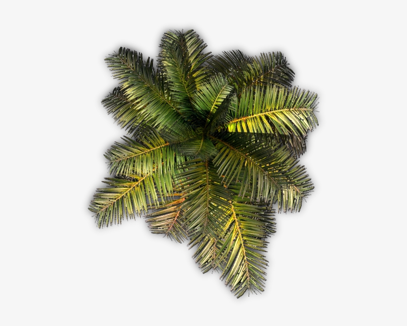 532k Small Palm Jcd G 06 Feb 2009 - Roystonea, transparent png