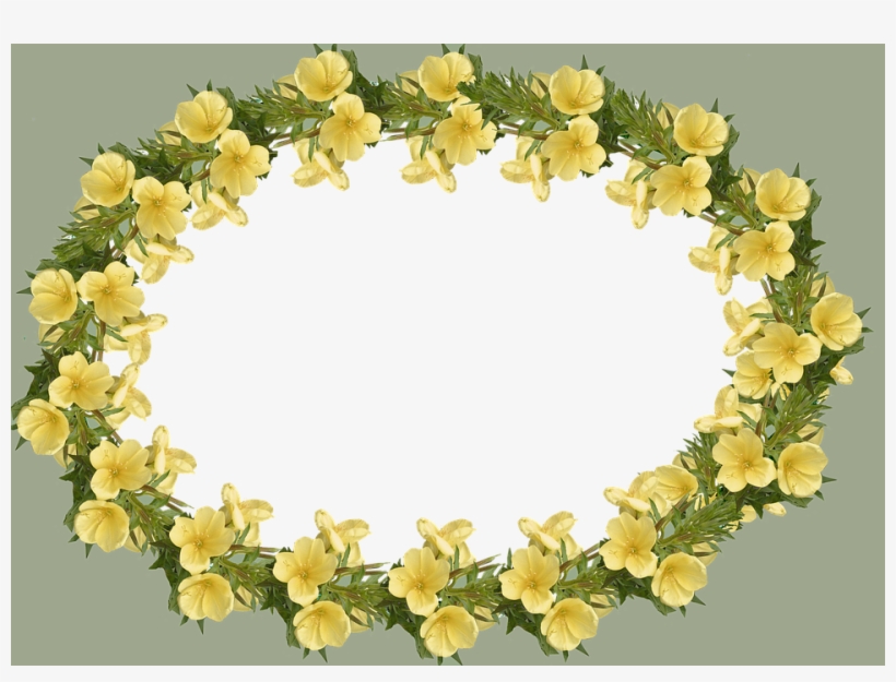 Frame, Border, Evening Primrose - Pixabay Frame Flower Png, transparent png