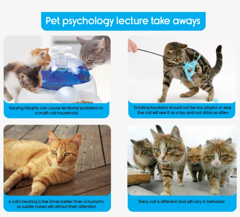 Pet Lecture2 Page 3 - Cat Gang War, transparent png