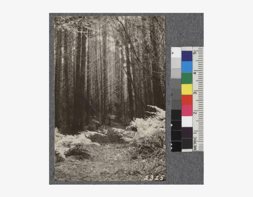 23 Year Old Stand Of Pure Redwood, 21 M - Grove, transparent png