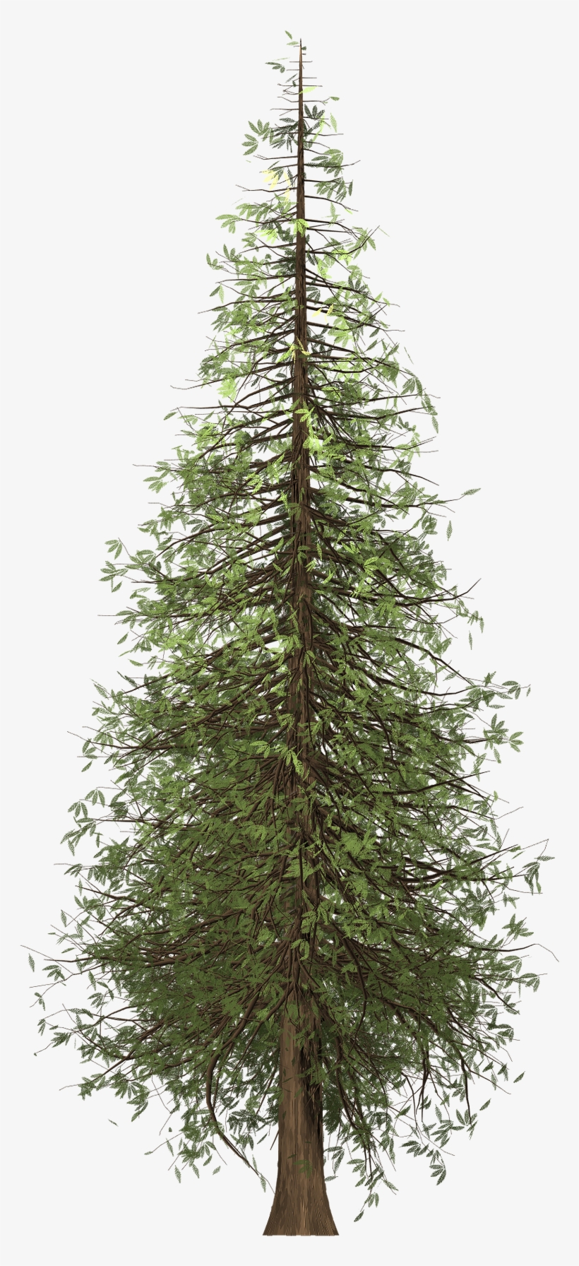 Cropped Redwood 2086209 1920 1 - Plastgran Som Ser Äkta Ut, transparent png