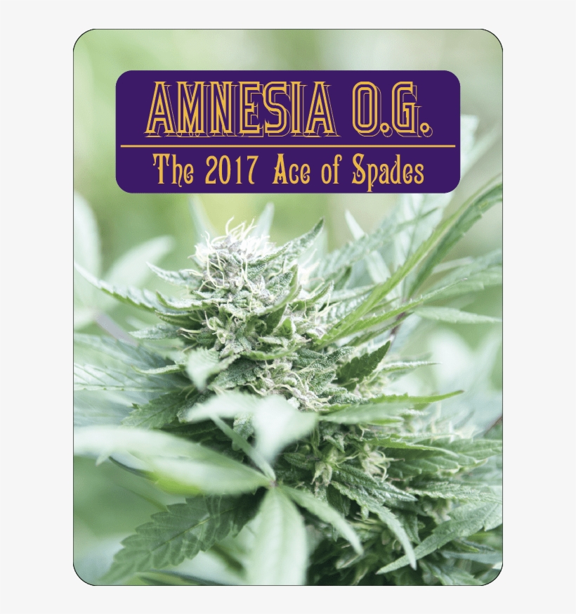 7 Aces Seeds Amnesia - Book, transparent png