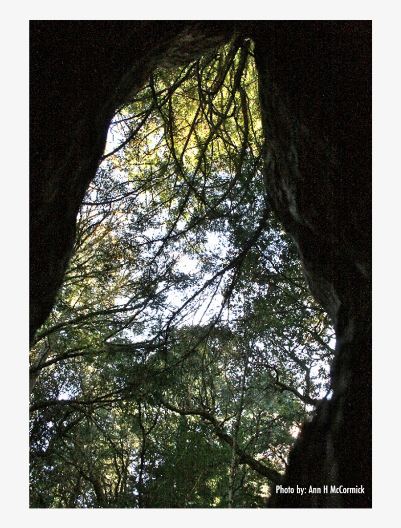 Inside Tree Cave - Redwood, transparent png