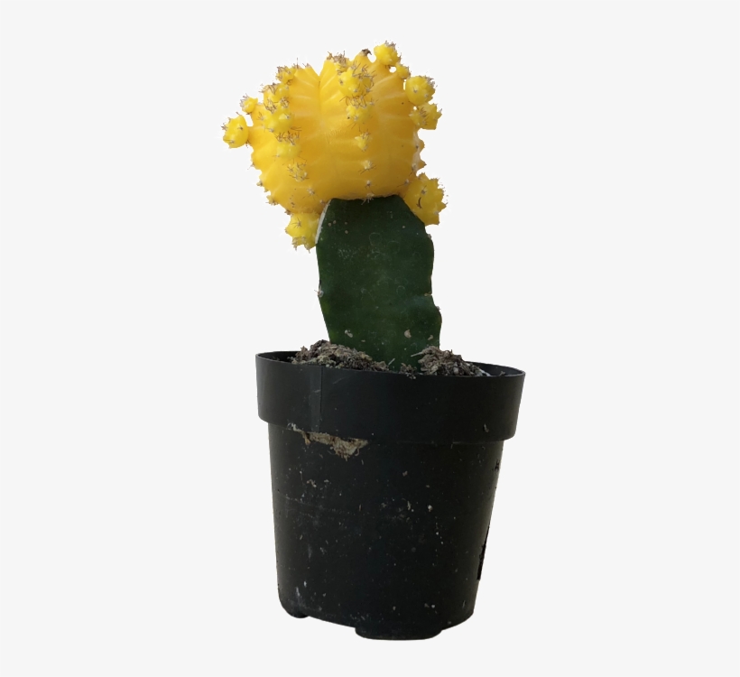 Moon Cactus - Yellow - Eastern Prickly Pear, transparent png