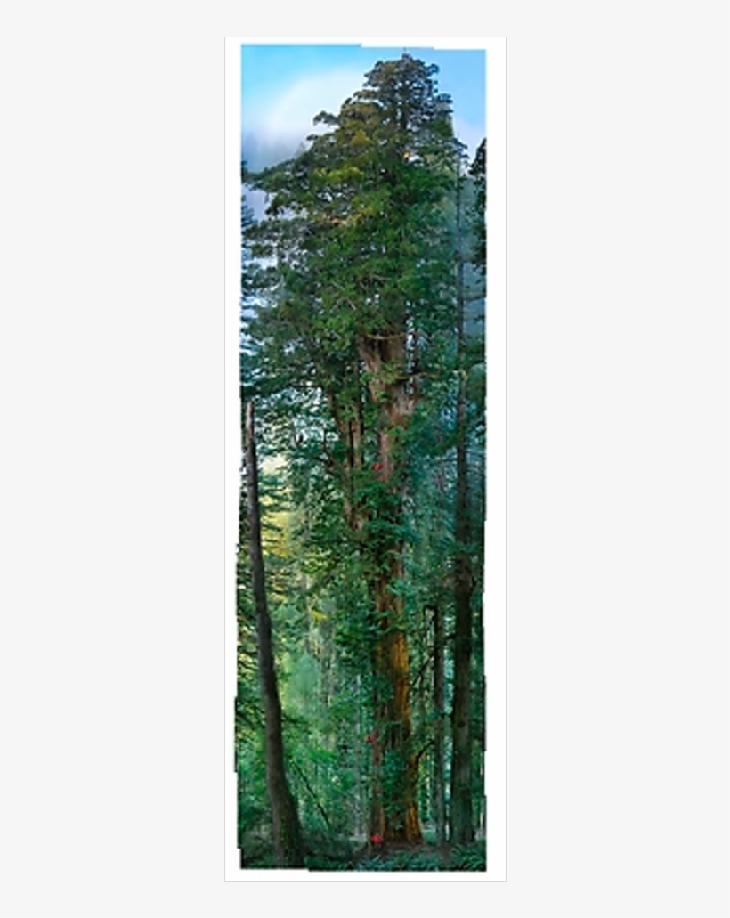 Oversized Giant Redwood > National Geographic Art Store - Redwood National And State Parks, transparent png