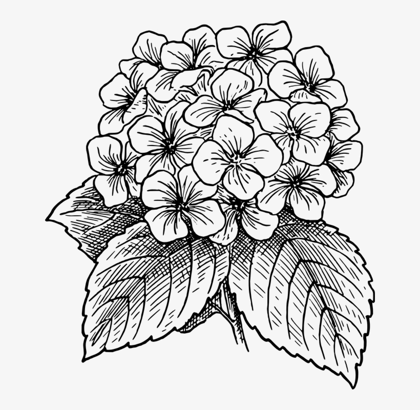 Flor, Florescente, Planta, Folhas, Costas E Branco - Hydrangea Flower Drawing, transparent png