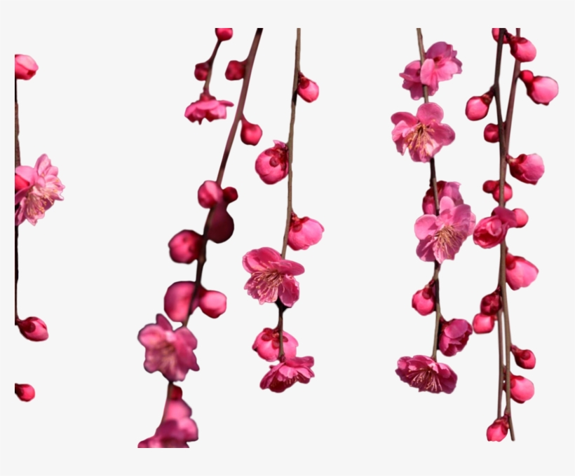 Share This Image - Hanging Cherry Blossom, transparent png