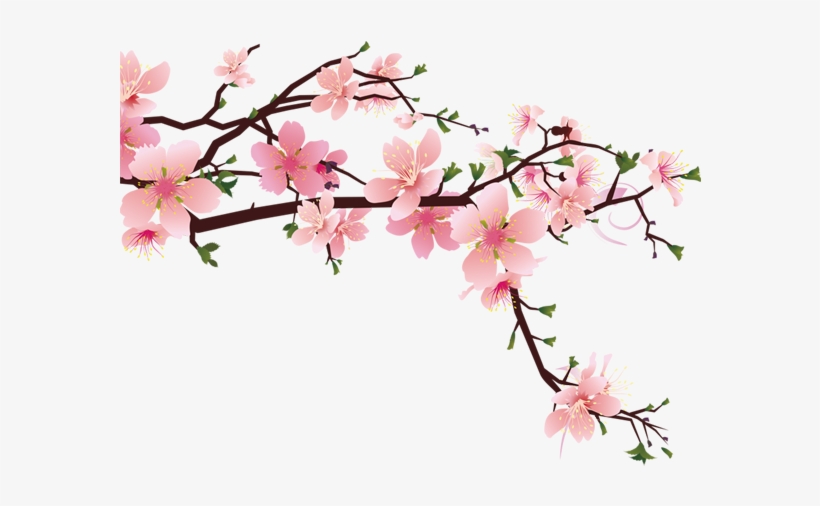 600 X 600 11 - Cherry Blossom Drawing Pixel, transparent png