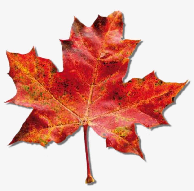 Maple Mapleleaf-1408 - Maple Leaf, transparent png