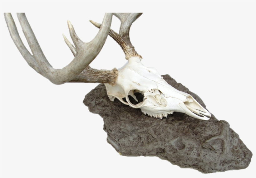 Skull, transparent png