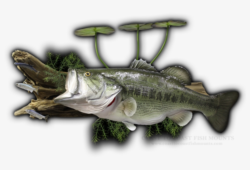27\ - Sea Bass, transparent png