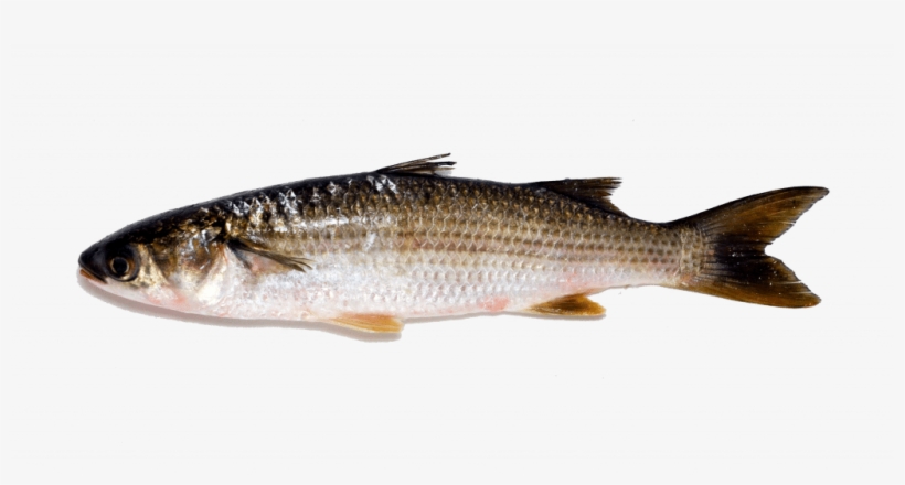 Thin-lipped Grey Mullet - Touladi, transparent png