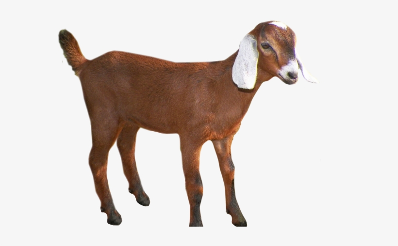 Goats Head Clipart Group Goat - Clipart Transparent Background Goat, transparent png